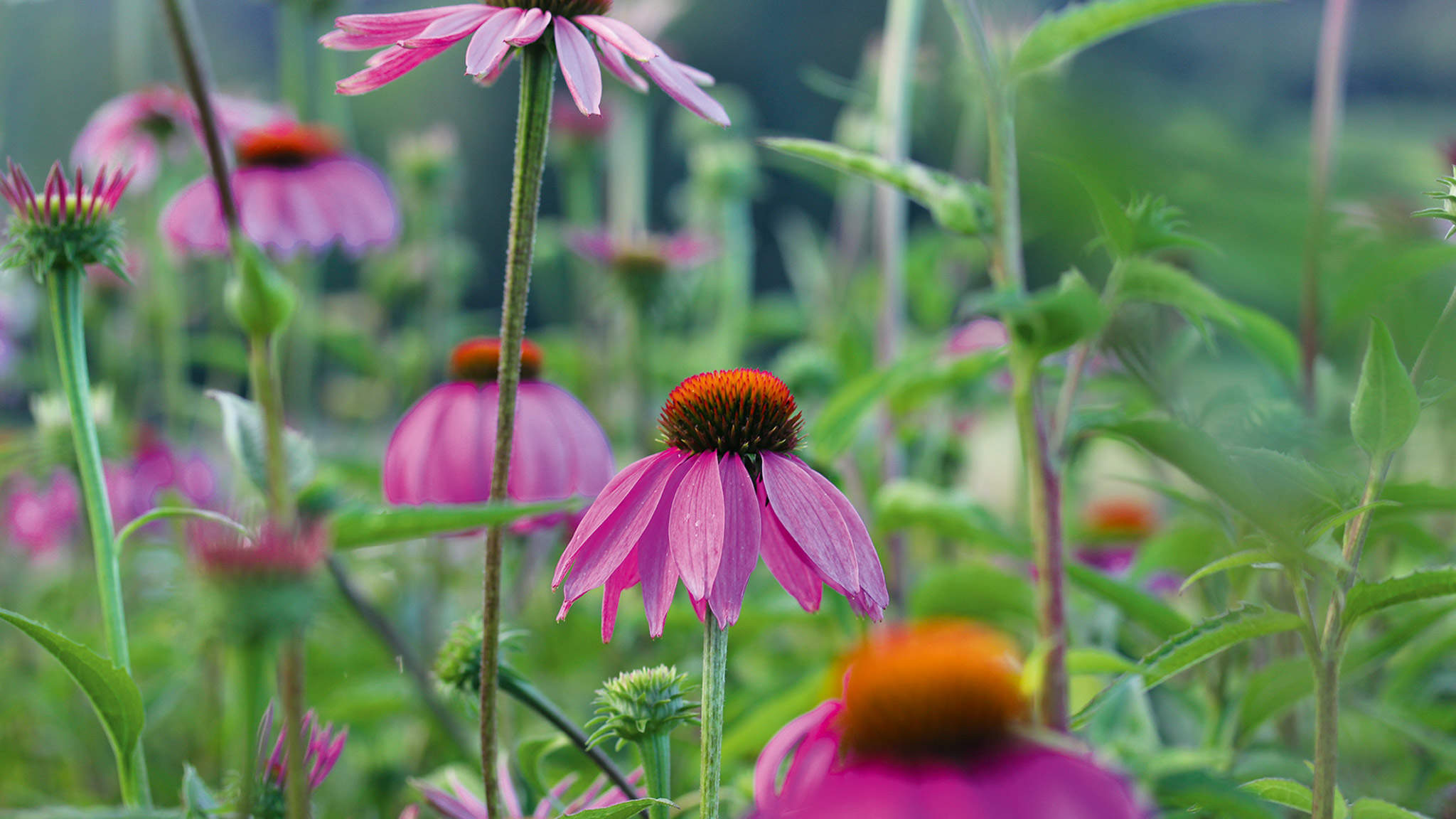 Jeżówka purpurowa (Echinacea purpurea), członek rodziny słoneczników, stymuluje układ odpornościowy.